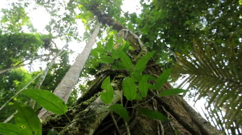 Green tree  Stock Footage 46235675