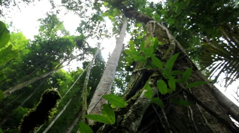 Green tree  Stock Footage 46236243