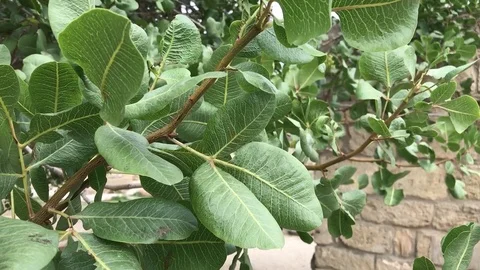 Green tree Video stock 80505465