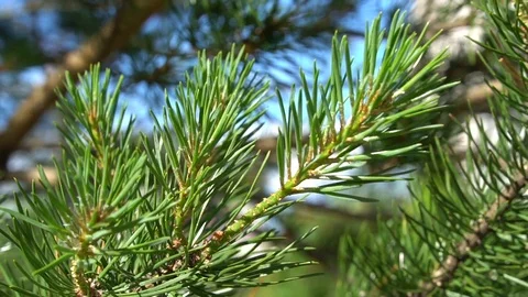 Green tree Stock Footage 111305000