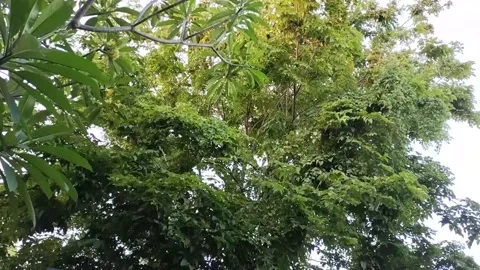 GREEN TREE 動画素材 212936933