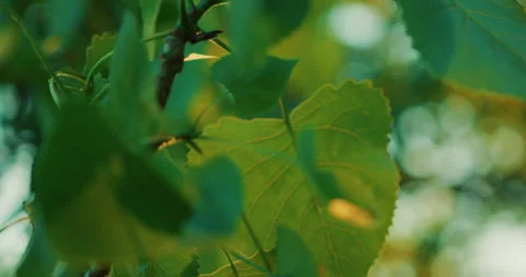 Green Tree Stock Footage 319719358