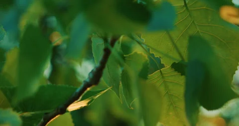 Green Tree Stock Footage 319719366