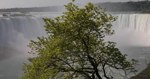 Green tree in foreground with Niagara Falls and misty water in the background. Stock-Footage 320024474