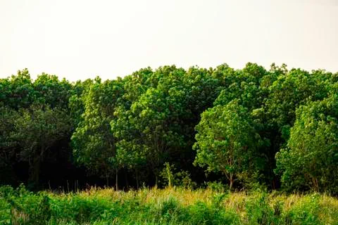Green tree forest background, Beautiful shadow of green tree with sunset ligh Stock Photos
