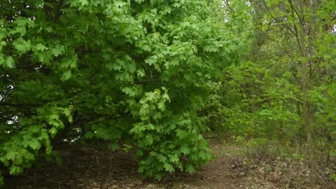 Green tree in the forest Stock Footage 130198407