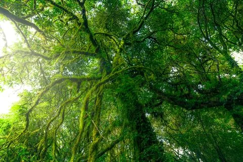 Green tree forest with moss on tree branches. Natural carbon capture. Susta.. 库存照片