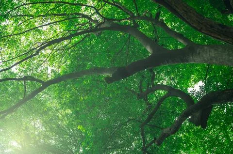 Green tree in forest. Nature background for carbon neutrality. Natural carb.. Foto stock