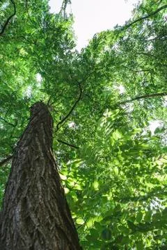 Green tree in the forest Stockfoto's