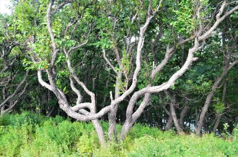 Green tree in the forest Stock Photos