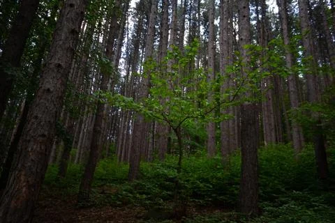 Green tree in the forest Stock Photos