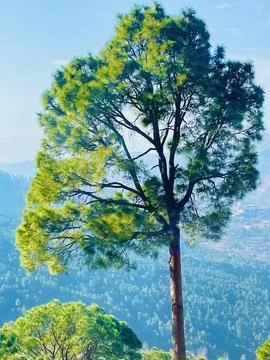 A green tree in a forest. Stock Photos