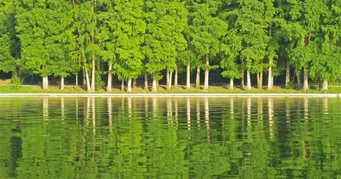 Green Tree Forest Reflection Abstract In Water Lake Stock Footage 65004182