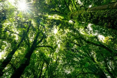 Green tree forest with sunlight through green leaves. Natural carbon captur.. 库存照片