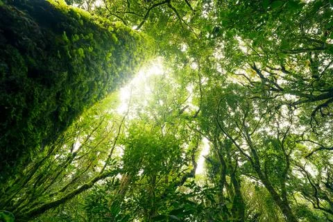 Green tree forest with sunlight through green leaves. Natural carbon captur.. 库存照片
