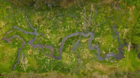Green tree forest view from above, trees, river. Mangrove landscape, Ecosyste Stock Photos
