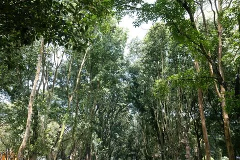 Green Tree Frame in Bright Tropical Woodland Park Stock Photos