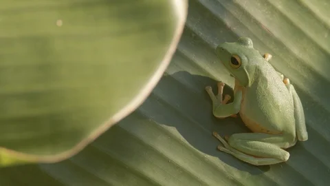 Green tree frog on a banana leaf Video stock 123622581