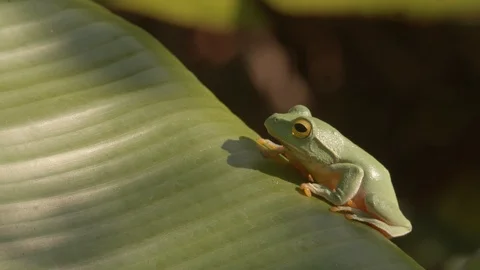 Green tree frog on a banana leaf Video stock 123622820