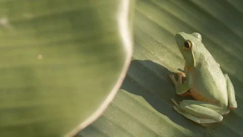 Green tree frog on a banana leaf Video stock 123622858