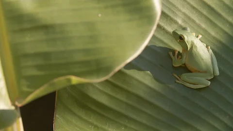 Green tree frog on a banana leaf Video stock 123623991