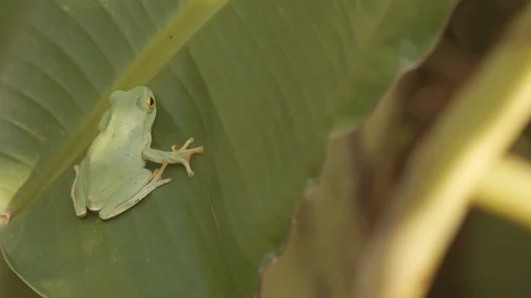 Green tree frog on a banana leaf Stock Footage 123625123