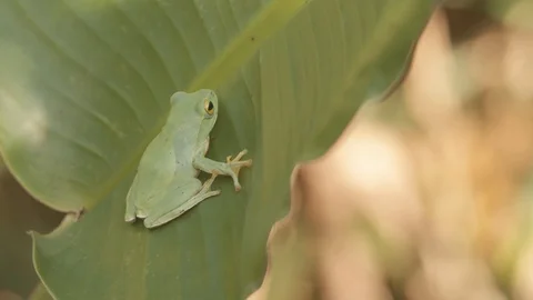 Green tree frog on a banana leaf Video stock 123625208