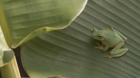 Green tree frog on a banana leaf Video stock 123628226