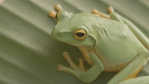 Green tree frog on a banana leaf Video stock 123628677