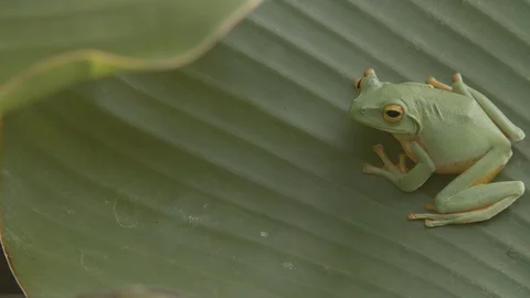 Green tree frog on a banana leaf Video stock 123628720