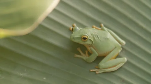 Green tree frog on a banana leaf Video stock 123629415