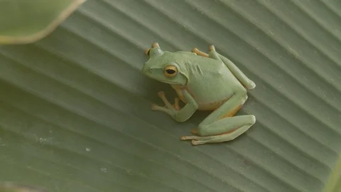 Green tree frog on a banana leaf Video stock 123629751