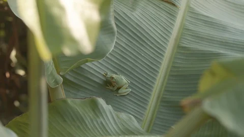Green tree frog on a banana leaf Video stock 123631102