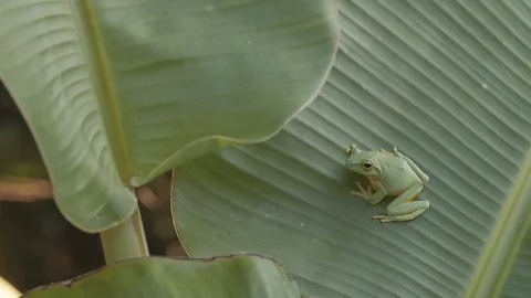 Green tree frog on a banana leaf Video stock 123631527