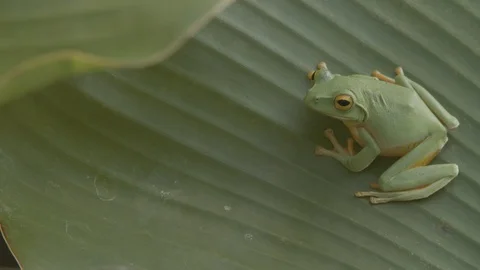 Green tree frog on a banana leaf Video stock 123631860