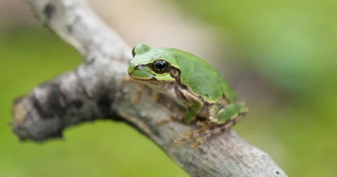 Green tree frog on the branch Vídeos de archivo 221319714