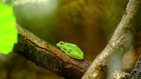 Green tree frog on a branch in a terrarium in the Berlin zoo Stock Footage 335900545