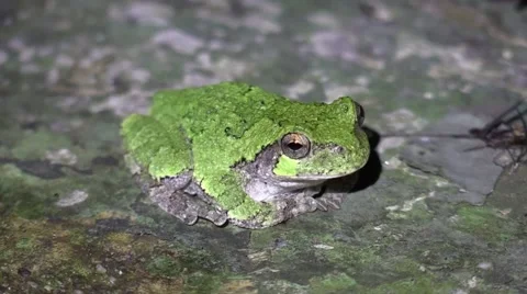 Green tree frog closeup at night staring at camera Stock Footage 54286947