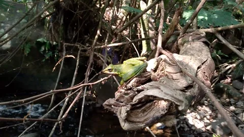 Green Tree Frog on Driftwood Above Flowing Tropical Stream HD Stock-Footage 342577570