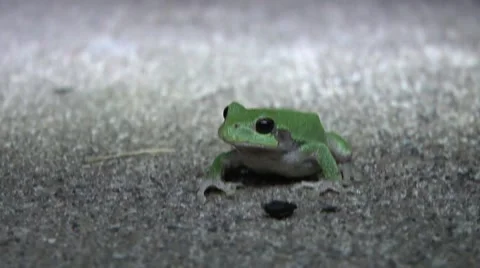 Green Tree Frog 動画素材 41983732