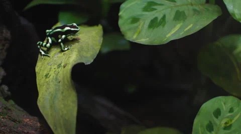 Green Tree Frog Stockbeeldmateriaal 68942545