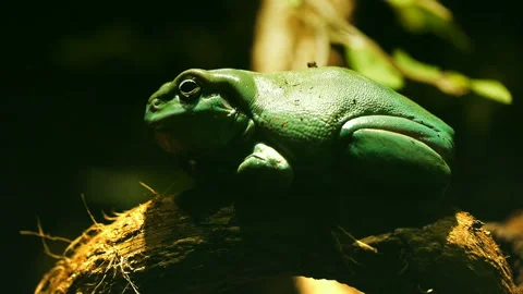 Green tree frog Stock Footage 132972585