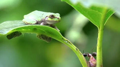 Green tree frog in forest sits still as an ant walks close Stock Footage 79008186