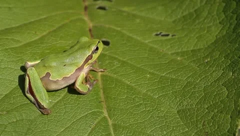 Green Tree Frog on a green leaf close-up / Hyla arborea Stock Footage 11351667