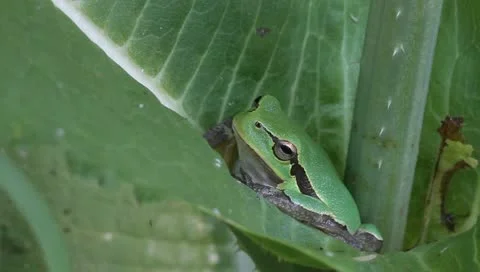 Green Tree Frog on a green leaf close-up / Hyla arborea Stock Footage 11351671
