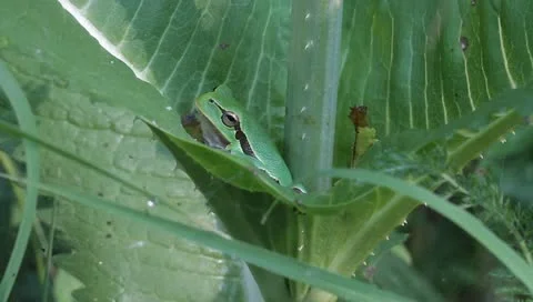 Green Tree Frog on a green leaf close-up / Hyla arborea Stock Footage 11351672