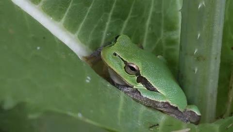 Green Tree Frog on a green leaf close-up / Hyla arborea Stock Footage 11351677