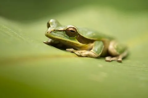Green tree frog on a green leaf in Costa Rica Stock Photos