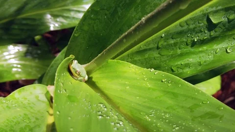 Green Tree Frog Hiding in a Wet Lily Leaf Stock Footage 125058145
