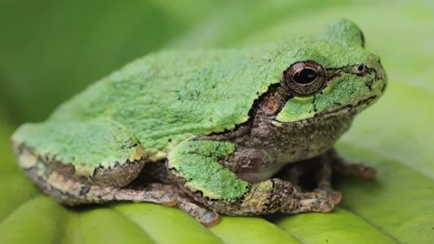 Green tree frog on leaf 動画素材 345719943